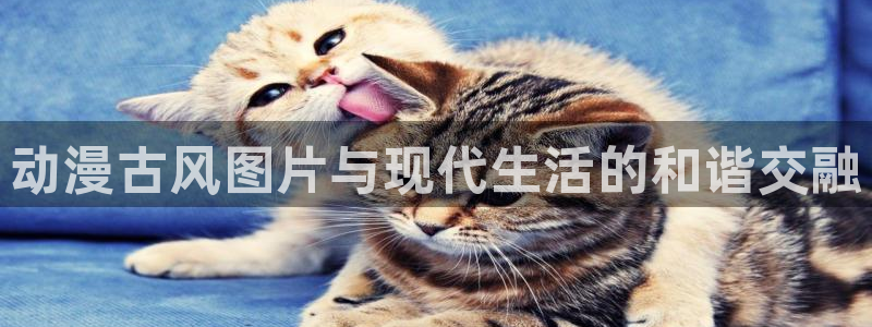 风车动漫手机版网址