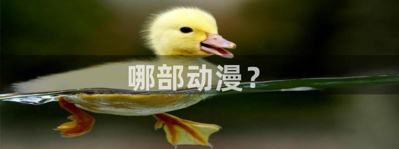 风车动漫新番